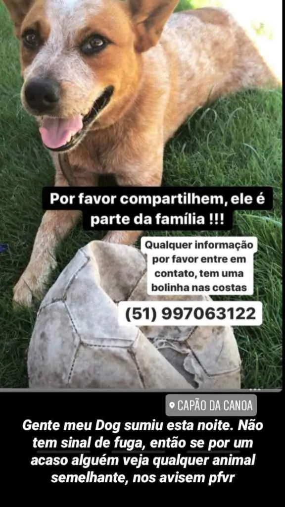 Cachorro ra a Pastor Alemão idade 3 anos nome Bolinha