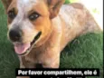 Bolinha