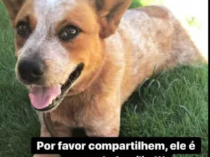 Cachorro raça Pastor Alemão idade 3 anos nome Bolinha