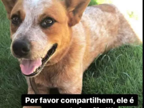 Cachorro ra a Pastor Alemão idade 3 anos nome Bolinha