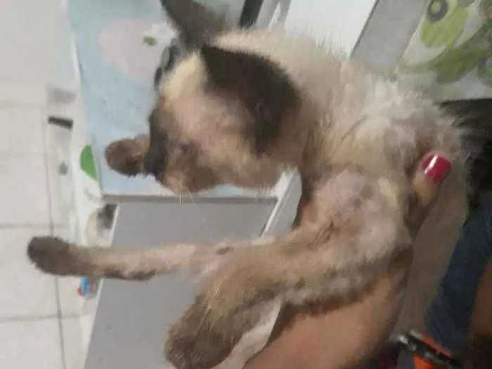 Gato ra a N sei idade 2 a 6 meses nome Pipoca