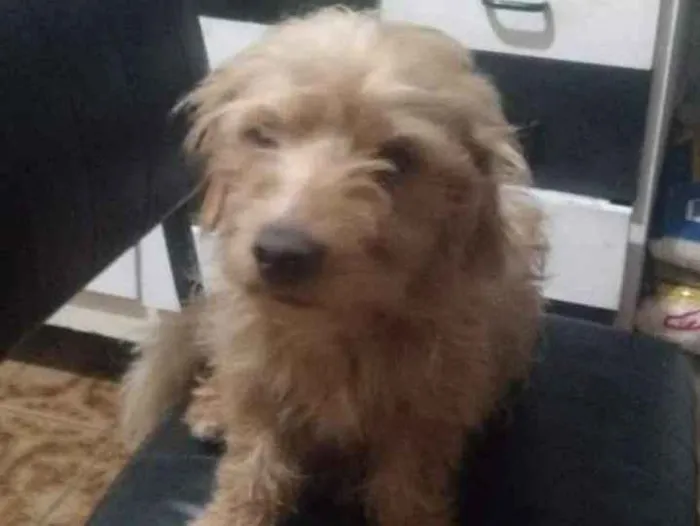 Cachorro ra a Vira lata  idade 7 a 11 meses nome Zeus 