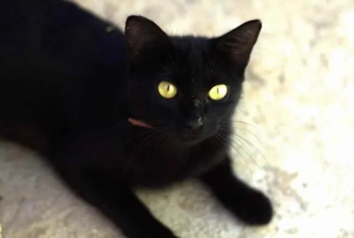 Gato ra a SRD idade 4 anos nome Agata 