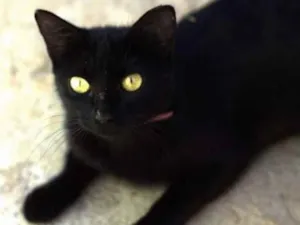 Gato raça SRD idade 4 anos nome Agata 