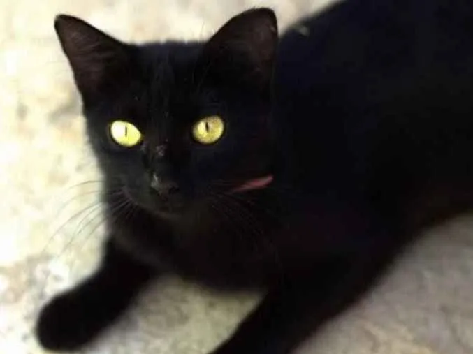 Gato ra a SRD idade 4 anos nome Agata 