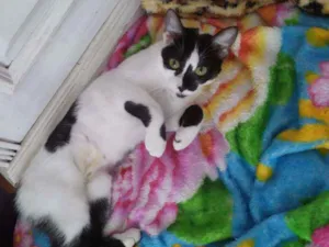 Gato raça SRD idade 2 a 6 meses nome Samia