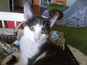 Gato raça SRD idade 2 a 6 meses nome Leon