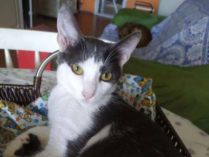 Gato ra a SRD idade 2 a 6 meses nome Leon