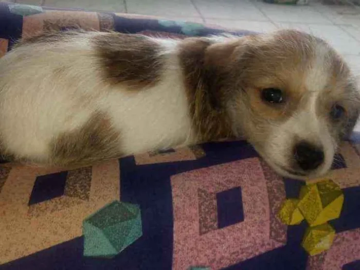 Cachorro ra a SRD idade 2 a 6 meses nome Leona