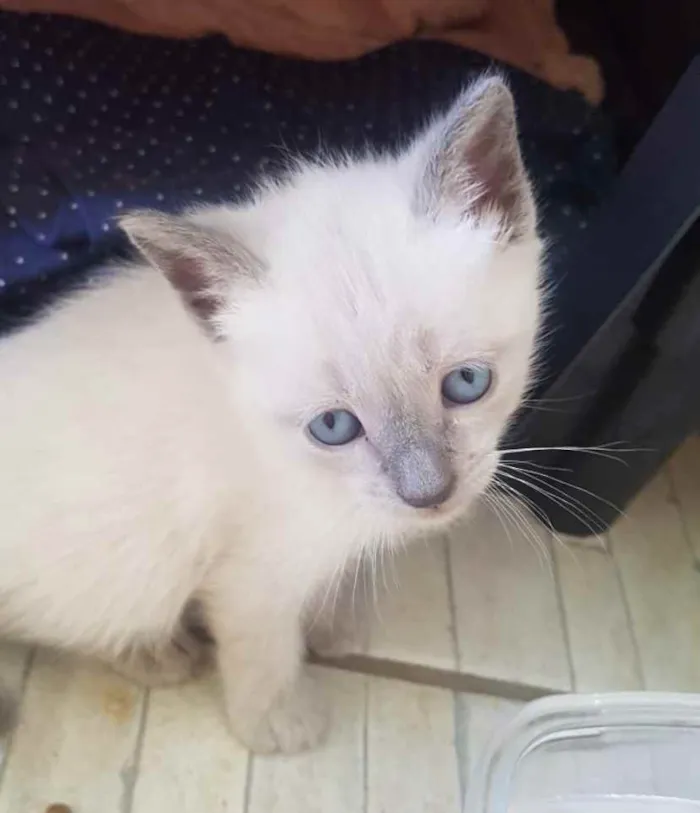 Gato ra a Mestiça  idade 2 a 6 meses nome Lindinha 