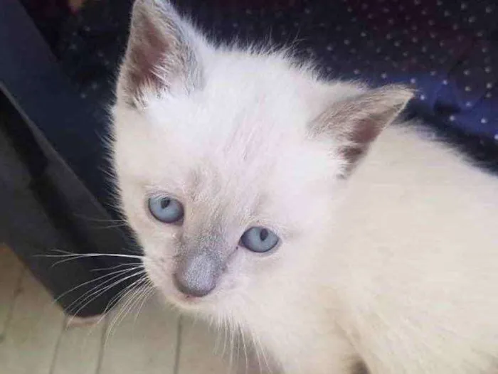 Gato ra a Mestiça  idade 2 a 6 meses nome Lindinha 