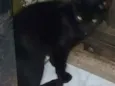 Nego