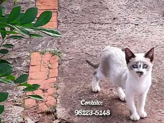 Gato ra a Siamês  idade 2 a 6 meses nome Bigodinho