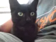 Gato