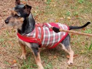 Cachorro raça SRD idade 3 anos nome Tonico