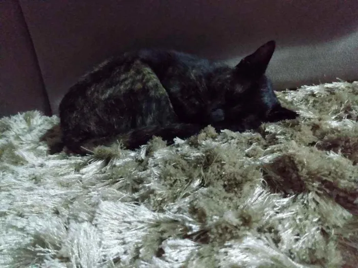 Gato ra a Não definida idade 2 a 6 meses nome Frida
