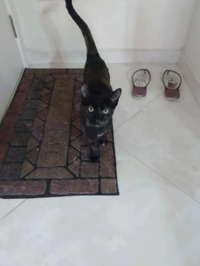 Gato ra a Não definida idade 2 a 6 meses nome Frida