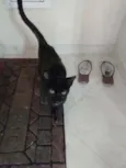 Frida