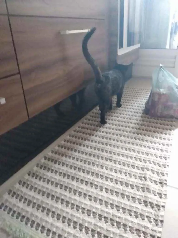 Gato ra a Não definida idade 2 a 6 meses nome Frida