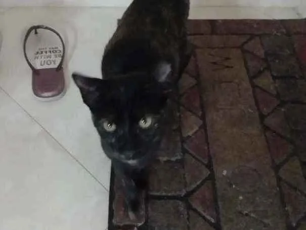 Gato ra a Não definida idade 2 a 6 meses nome Frida