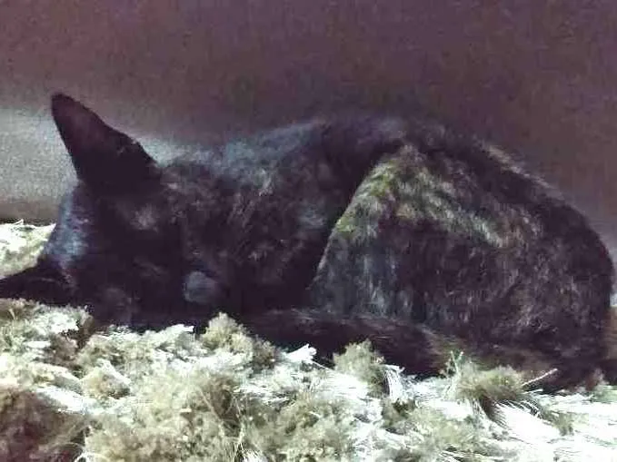 Gato ra a Não definida idade 2 a 6 meses nome Frida