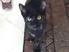 Gato raça Não definida idade 2 a 6 meses nome Frida