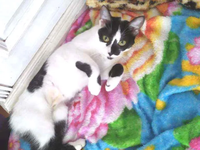Gato ra a SRD idade 2 a 6 meses nome Samia