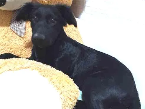 Cachorro ra a misturado com labrador  idade 2 a 6 meses nome fanny