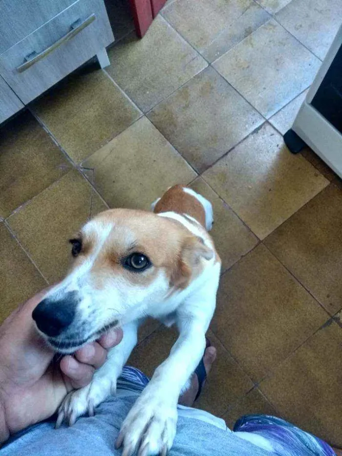 Cachorro ra a  idade 1 ano nome Pandora