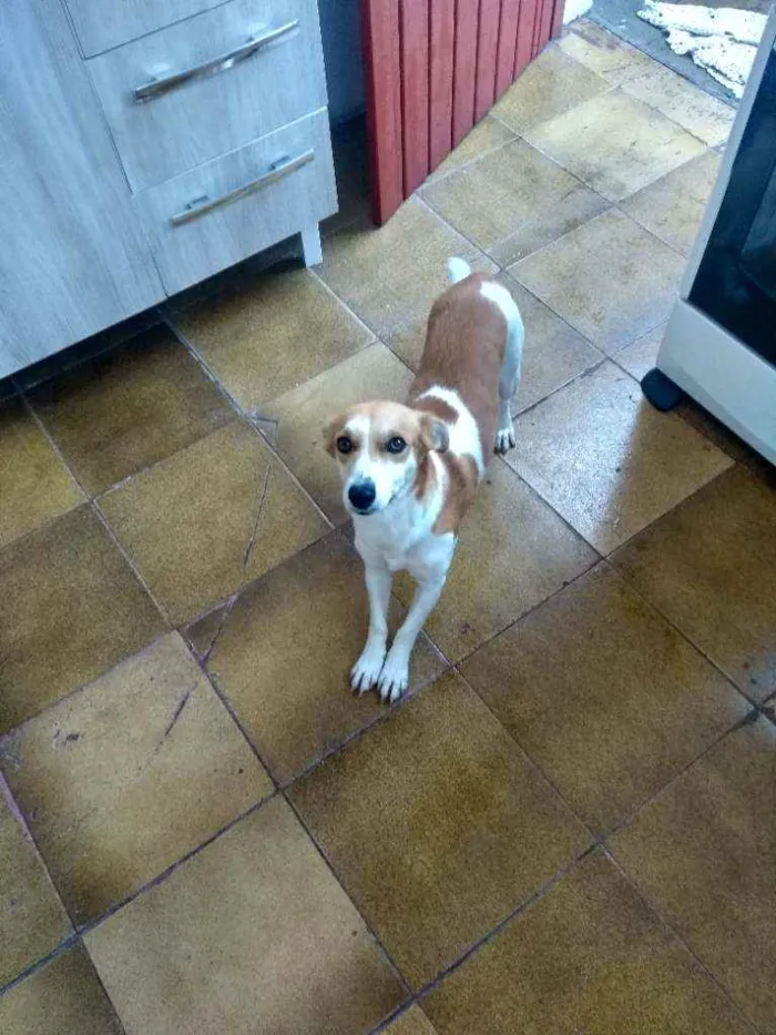 Cachorro ra a  idade 1 ano nome Pandora
