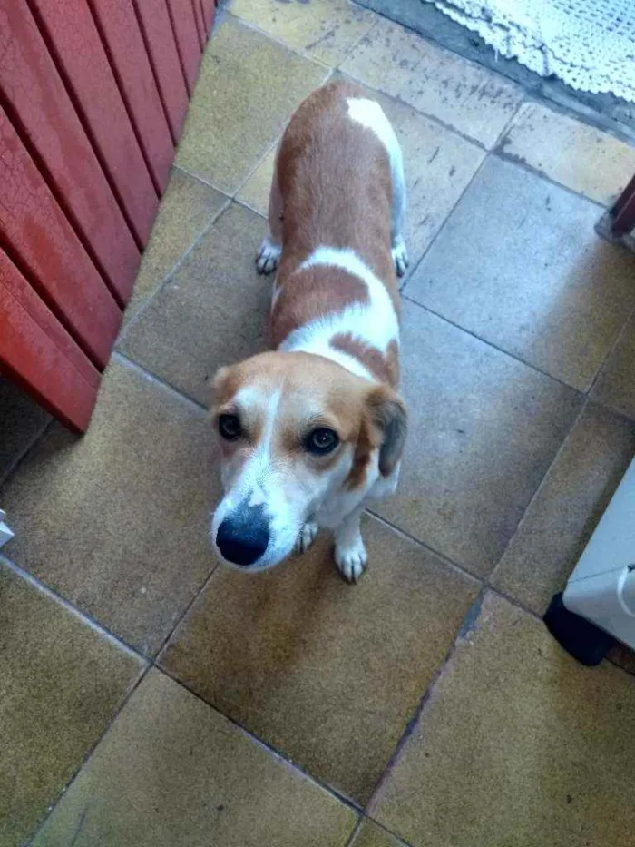 Cachorro ra a  idade 1 ano nome Pandora