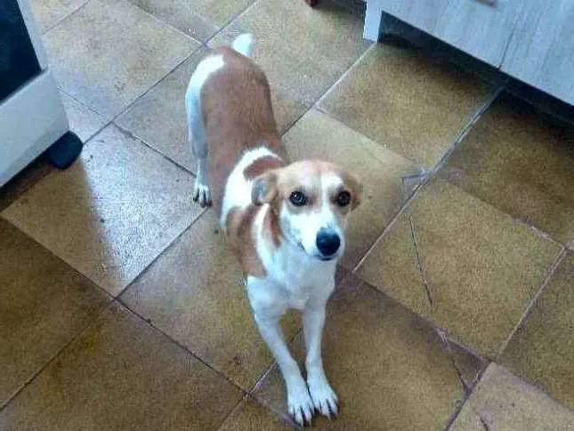 Cachorro ra a  idade 1 ano nome Pandora