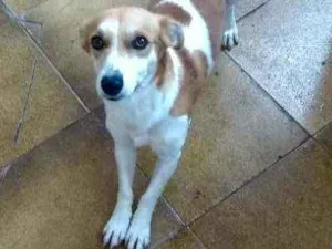 Cachorro raça  idade 1 ano nome Pandora