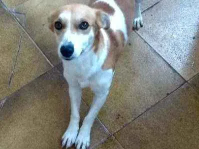 Cachorro ra a  idade 1 ano nome Pandora