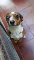 Bowie
