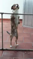 Bowie