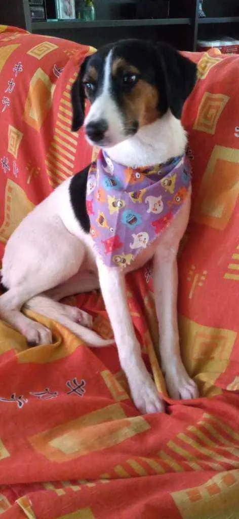 Cachorro ra a Sem raça definida idade 7 a 11 meses nome Sem nome