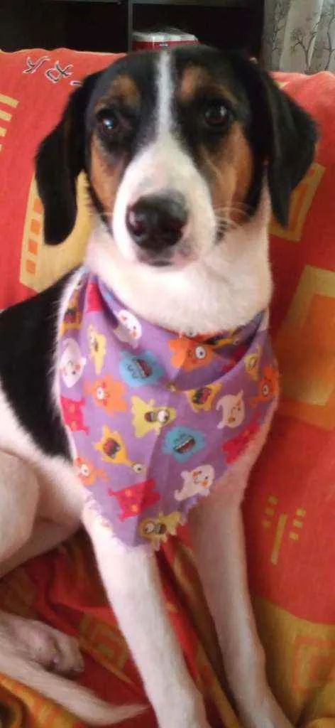 Cachorro ra a Sem raça definida idade 7 a 11 meses nome Sem nome