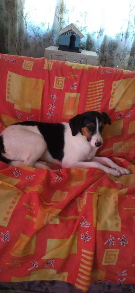 Cachorro ra a Sem raça definida idade 7 a 11 meses nome Sem nome