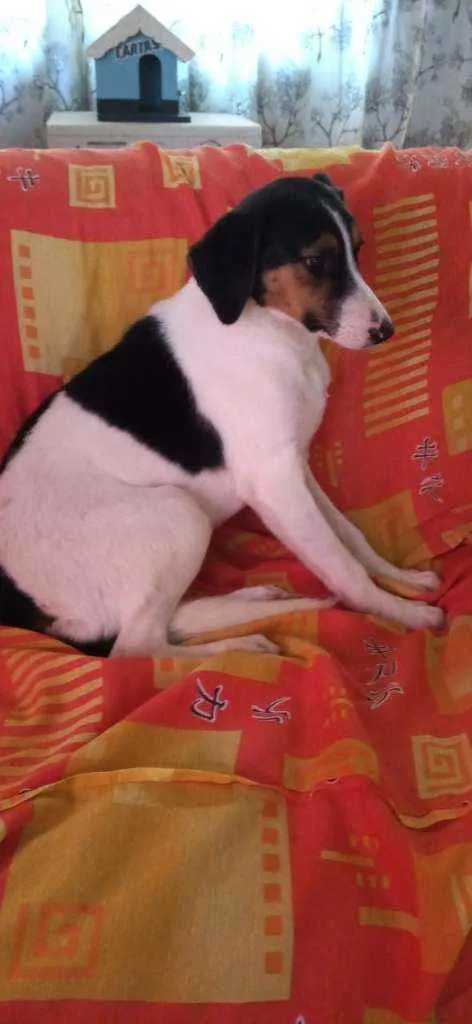 Cachorro ra a Sem raça definida idade 7 a 11 meses nome Sem nome
