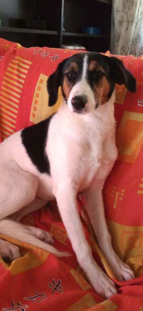 Cachorro ra a Sem raça definida idade 7 a 11 meses nome Sem nome