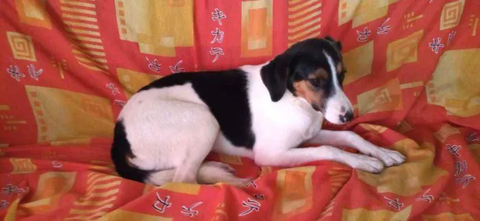 Cachorro ra a Sem raça definida idade 7 a 11 meses nome Sem nome