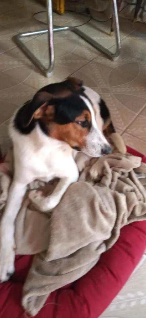 Cachorro ra a Sem raça definida idade 7 a 11 meses nome Sem nome