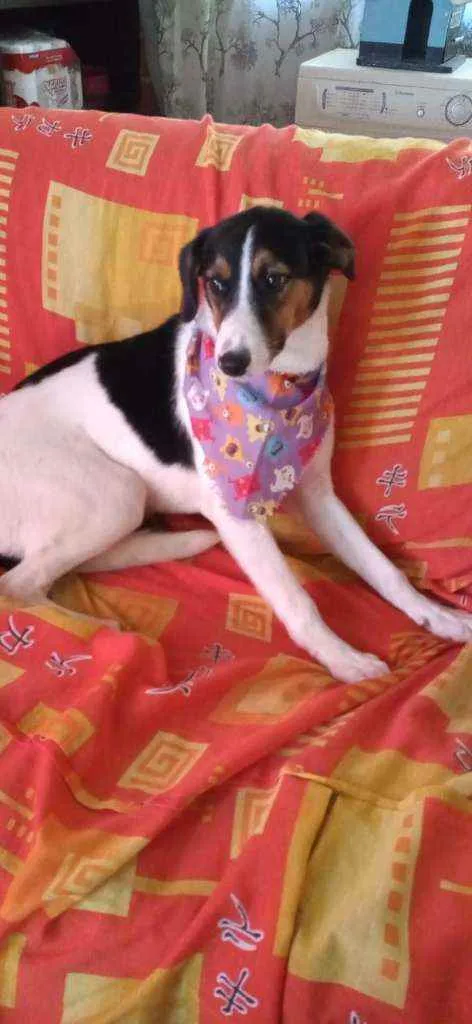 Cachorro ra a Sem raça definida idade 7 a 11 meses nome Sem nome