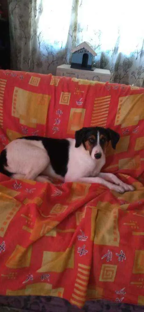 Cachorro ra a Sem raça definida idade 7 a 11 meses nome Sem nome