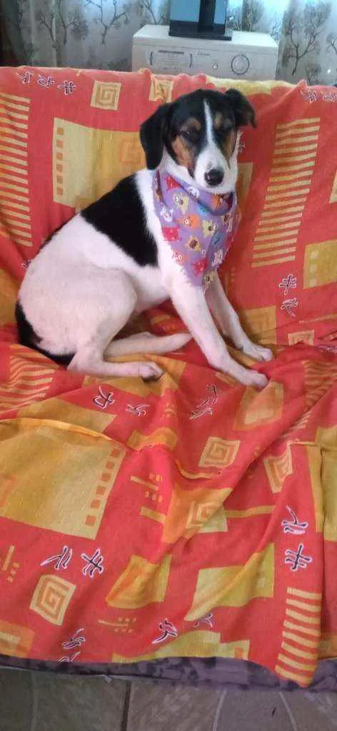 Cachorro ra a Sem raça definida idade 7 a 11 meses nome Sem nome