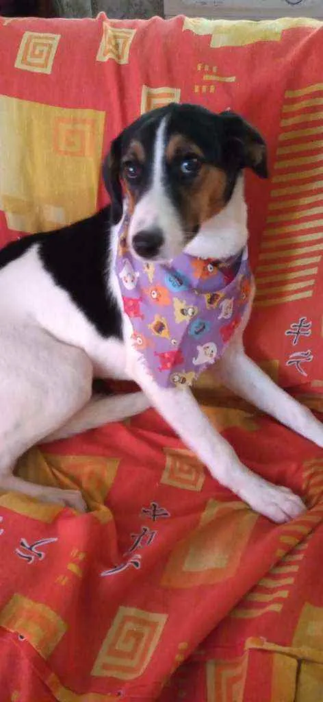 Cachorro ra a Sem raça definida idade 7 a 11 meses nome Sem nome