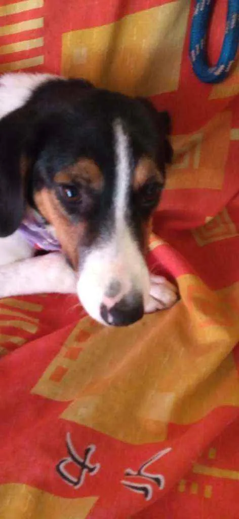 Cachorro ra a Sem raça definida idade 7 a 11 meses nome Sem nome