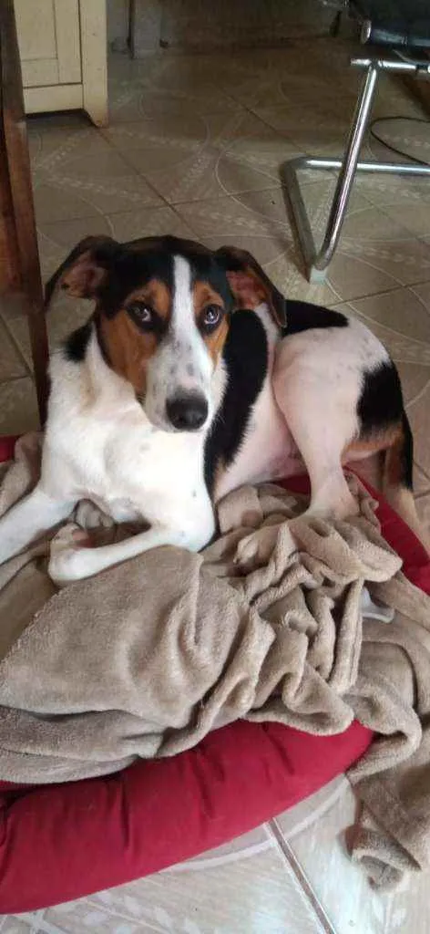 Cachorro ra a Sem raça definida idade 7 a 11 meses nome Sem nome