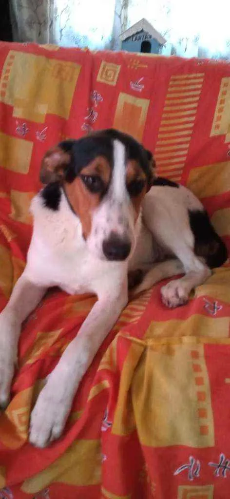 Cachorro ra a Sem raça definida idade 7 a 11 meses nome Sem nome